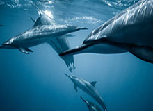 彻底玩嗨了！爱德华兹在观众席上“夺过”麦克风 客串解说与教练